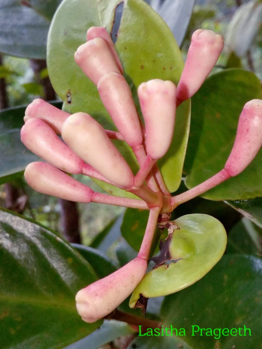 Syzygium amphoraecarpus Kosterm.
